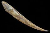 Large, Hybodus Shark Dorsal Spine - Cretaceous #73131-2